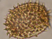 Primer registro de Megalastrum oreocharis (Dryopteridaceae) para Argentina