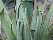 Agave