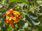 Lantana