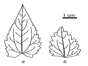 Chromolaena