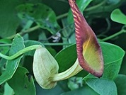 Aristolochia