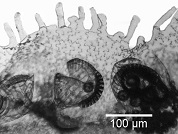 Cheilanthes