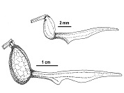 Aristolochia