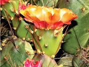 El género Cumulopuntia (Cactaceae, Opuntioideae) en el Departamento de Arequipa, Perú