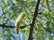 Evaluación de la vegetación del estrato herbáceo de un bosque del Espinal Santafesino (Argentina)