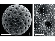 Morfología polínica de las Nyctaginaceae nativas de Argentina