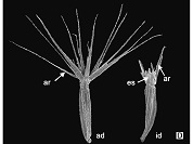 Stevia mandonii (Asteraceae, Eupatorieae): Primer registro para la flora argentina y lectotipificación