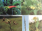 Biodiversidad de la flora vascular de la provincia de Misiones, Región Paranaense, Argentina