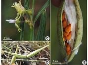 El género Oxypetalum (Apocynaceae) en Uruguay, nueva especie y clave de identificación