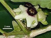 Dos nuevas especies de Ibatia (Apocynaceae) de Argentina