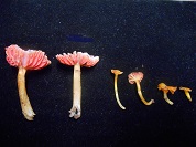 Nuevos registros de hongos Agaricales (Basidiomycota) para las Yungas bolivianas