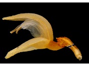 Primer registro de Myoxanthus xiphion (Orchidaceae, Pleurothallidinae) para Colombia