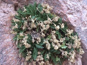 Valeriana corynodes (Caprifoliaceae), nueva especie para la Flora de Chile