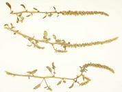 Amaranthus