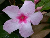 Mandevilla