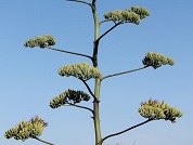 Agave sisalana Perrine para Colombia