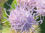 Praxelis Clematidea (Asteraceae, Eupatorieae, Praxelinae) in Uruguay