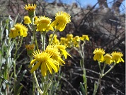 Senecio