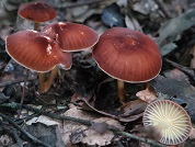 Marasmius