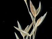 Agrostis lenis