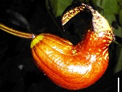 Aristolochia Perú