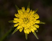 Hypochaeris