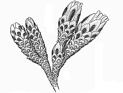 Pycnophyllum