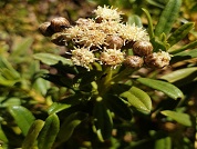 Baccharis