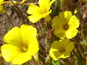 Oxalis