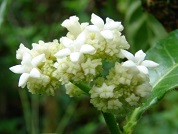 Psychotria