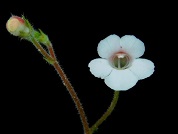 Gloxinia