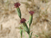 Porophyllum