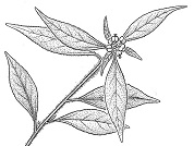 Euphorbia