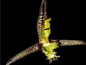 Catasetum
