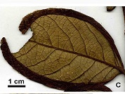 Malanea