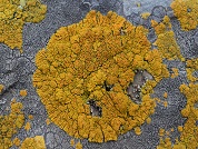 Lichen