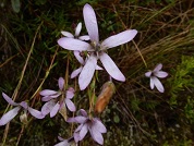 Gentianella