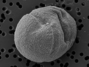 Dynophyceae