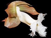 Drymonia