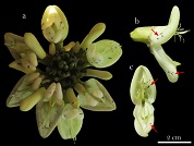 Mucuna