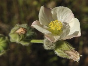 Malvaceae