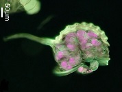 Pleopeltis