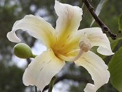 Bombacaceae